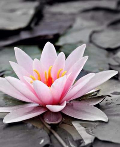 Lotus Yoga and Health Spa